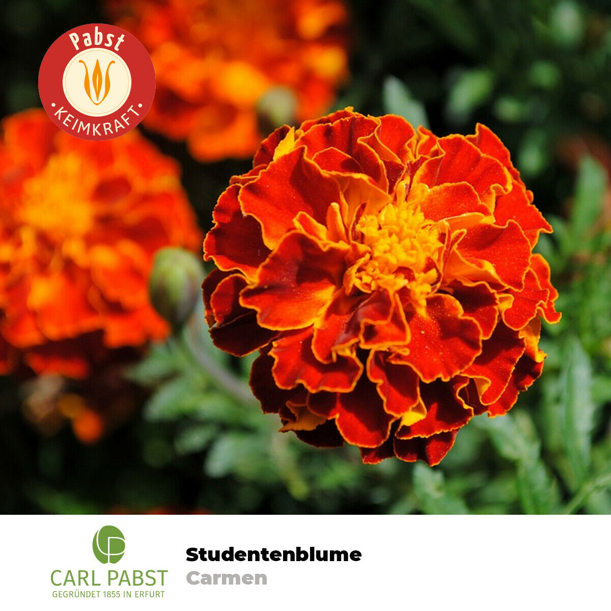 Studentenblume "Carmen" Saatgut 50 Pfl Blumensamen Sämereien Saat Pflanzensamen 